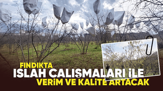 4 ilçede fındıkta ıslah çalışması