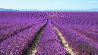 4 ilçedeki hazineye ait o araziler kiralanıyor