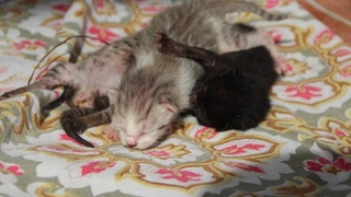 4 kedi birbirine kordon bağıyla yapışık doğdu