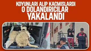 4 koyunu çalan dolandırıcılar yakalandı