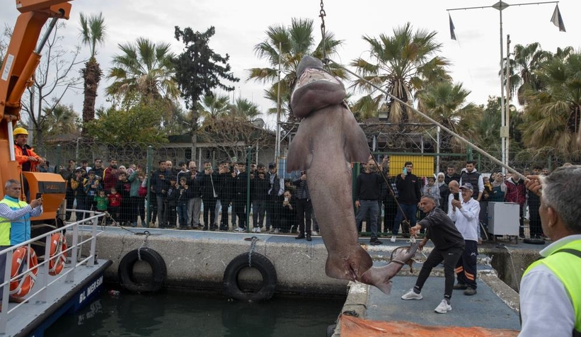 4 metrelik dev köpek balığı kıyıya vurdu