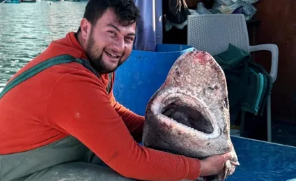 4 metrelik köpek balığı ağlara takıldı