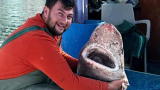4 metrelik köpek balığı ağlara takıldı