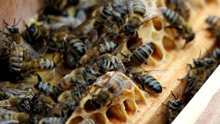 40 bin bal arısı telef oldu