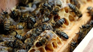 40 bin bal arısı telef oldu