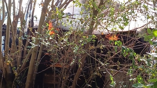 40 yıldır beslediği güvercinleri yangında telef oldu