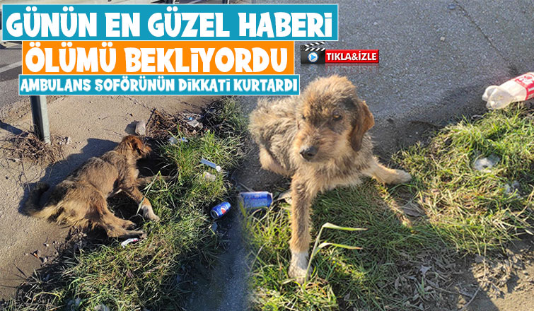 5 gündür aç ve susuz kalan köpek kurtarıldı