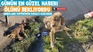 5 gündür aç ve susuz kalan köpek kurtarıldı