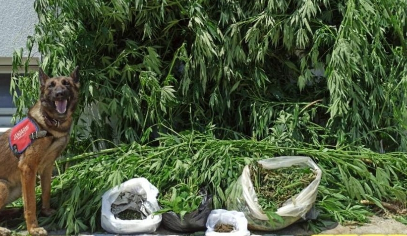 5 kilo 400 gram esrar ele geçirildi