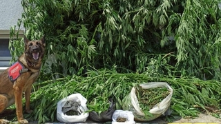 5 kilo 400 gram esrar ele geçirildi