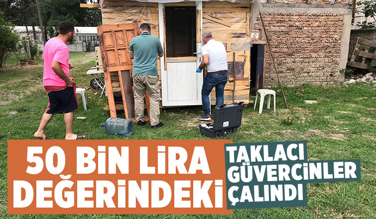 50 bin liralık taklacı güvercinler çalındı
