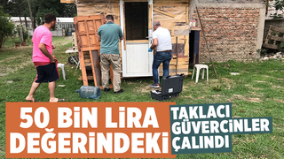 50 bin liralık taklacı güvercinler çalındı