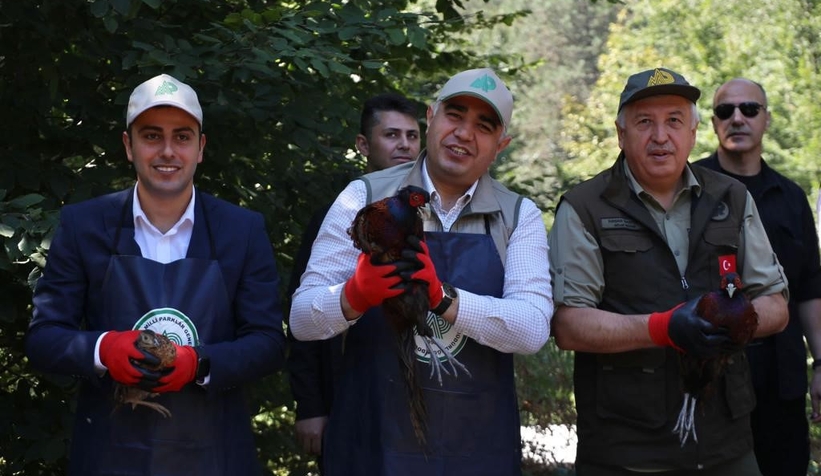 500 sülün doğa ile buluştu