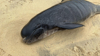 55 pilot balina karaya vurdu