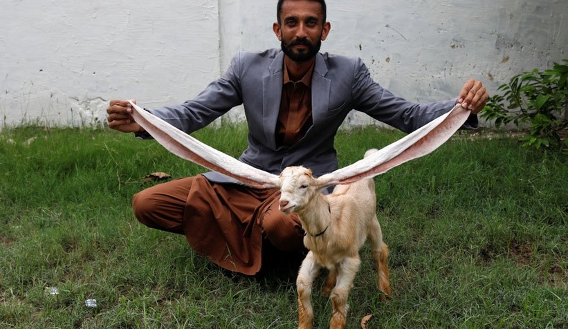 55 santimetrelik kulağı olan keçi Simba şöhret oldu