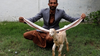 55 santimetrelik kulağı olan keçi Simba şöhret oldu