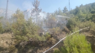 6 dönüm ormanlık alan kül oldu