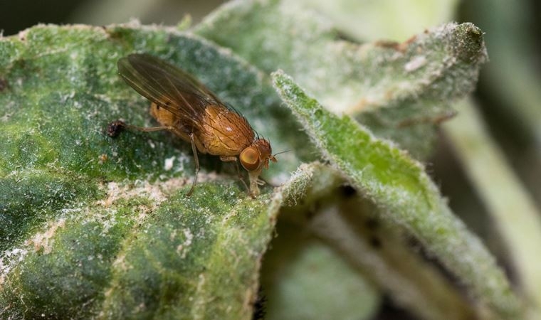 6 kez Nobel kazandıran sinek