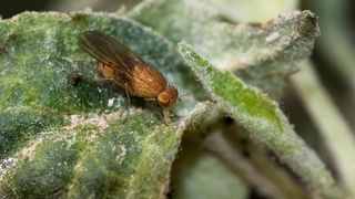 6 kez Nobel kazandıran sinek