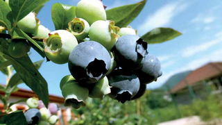 60 milyon lira gelir bekleniyor