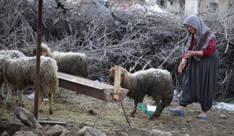 605 saat sonra 5 koyun enkazdan sağ çıkarıldı