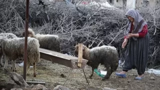 605 saat sonra 5 koyun enkazdan sağ çıkarıldı