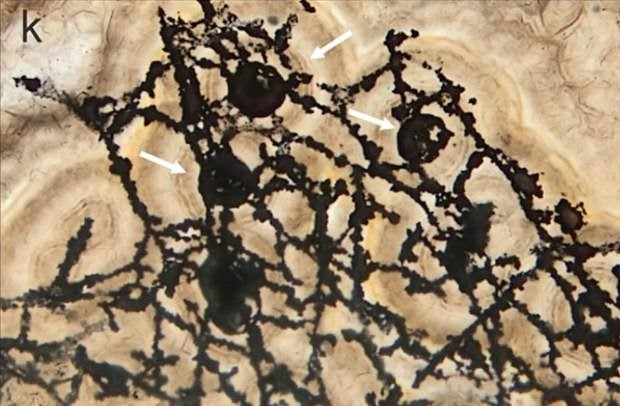 635 milyon yıllık mikrofosil bulundu