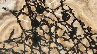 635 milyon yıllık mikrofosil bulundu