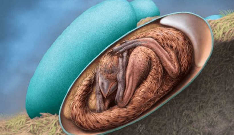 66 milyon yıl öncesine ait dinozor embriyosu bulundu  