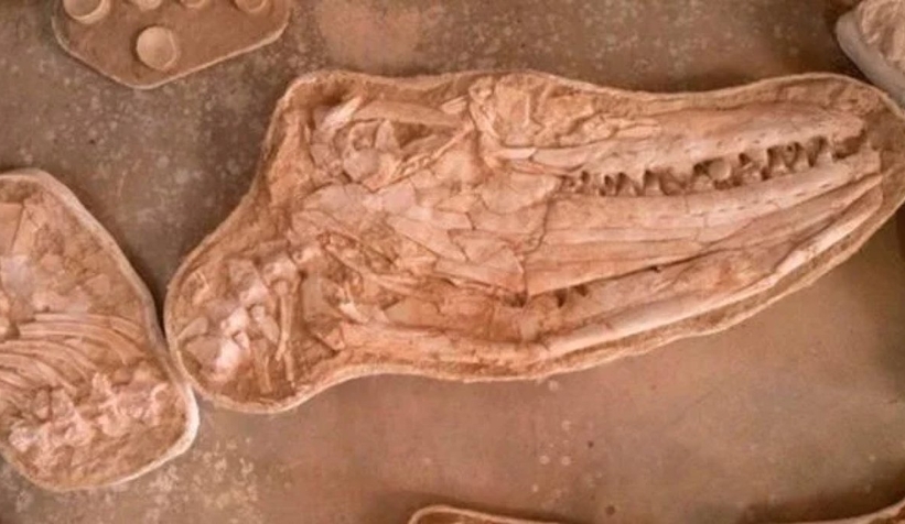 66 milyon yıllık dev kertenkele fosili bulundu