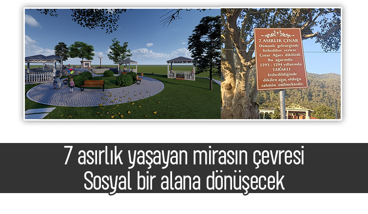 7 asırlık çınar ağacının çevresi sosyal alana dönüşüyor
