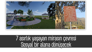 7 asırlık çınar ağacının çevresi sosyal alana dönüşüyor