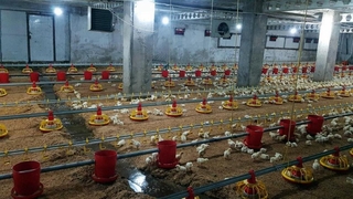 70 bin civcivin bulunduğu çiftliği su bastı