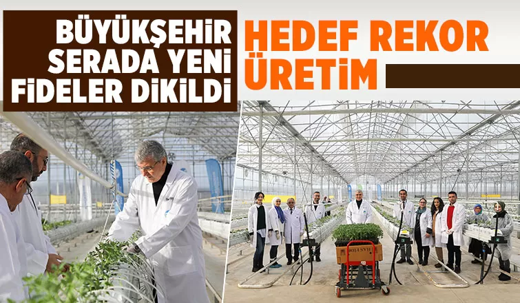 700 ton domates hasat edilen Akyazı'da yeni fideler dikildi