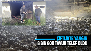 8 bin 600 tavuk telef oldu