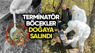 8 bin terminatör böcek ormana salındı