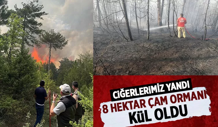 8 hektar çam ormanı kül oldu