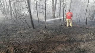8 hektarlık çam ormanı kül olmuştu, yangın yıldırımdan çıkmış