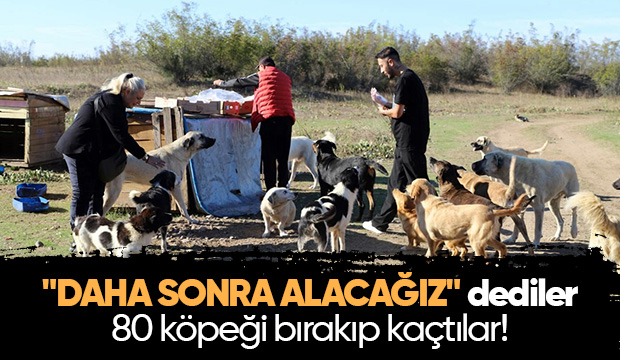80 köpeği boş araziye bıraktılar