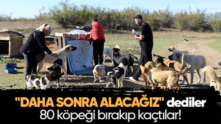 80 köpeği boş araziye bıraktılar