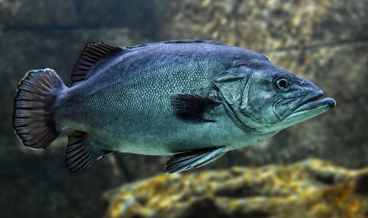 81 yaşına kadar yaşayan balık keşfedildi