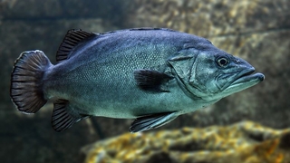 81 yaşına kadar yaşayan balık keşfedildi