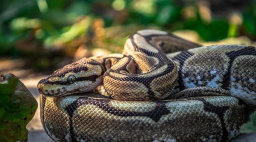 9 metrelik piton, kadını yuttu
