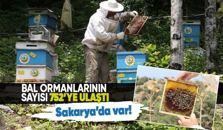 963 bin 43 koloni kapasiteli 752 bal ormanı kuruldu