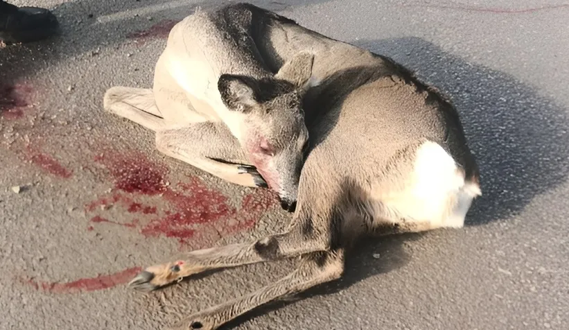 Aaracın çarpıp kaçtığı karaca yaralandı