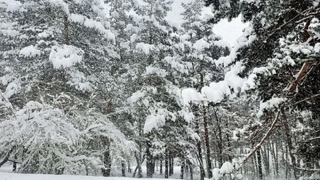 Abant’ta kar kalınlığı 50 santimi geçti