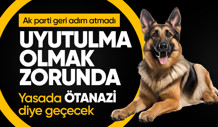 Abdullah Güler'den başıboş sokak köpekleri düzenlemesine ilişkin: Uyutulma olmak zorunda