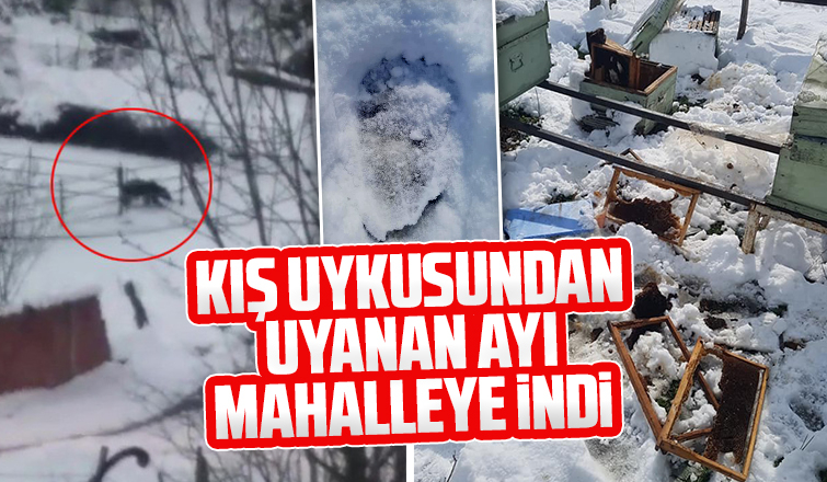 Aç kalan ayı köye indi