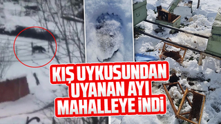 Aç kalan ayı köye indi