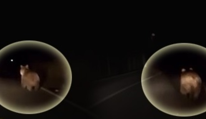 Aç kalan ayı mahalleye indi!